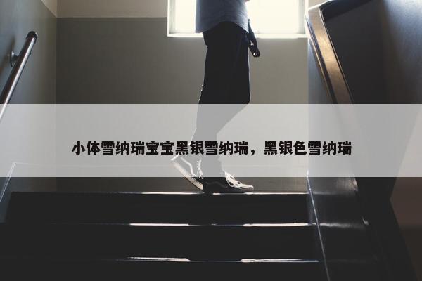 小体雪纳瑞宝宝黑银雪纳瑞，黑银色雪纳瑞