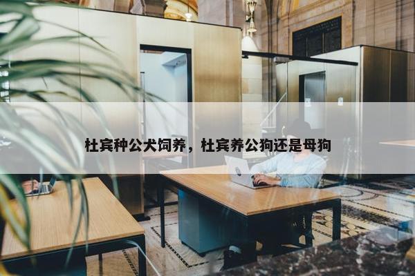 杜宾种公犬饲养，杜宾养公狗还是母狗
