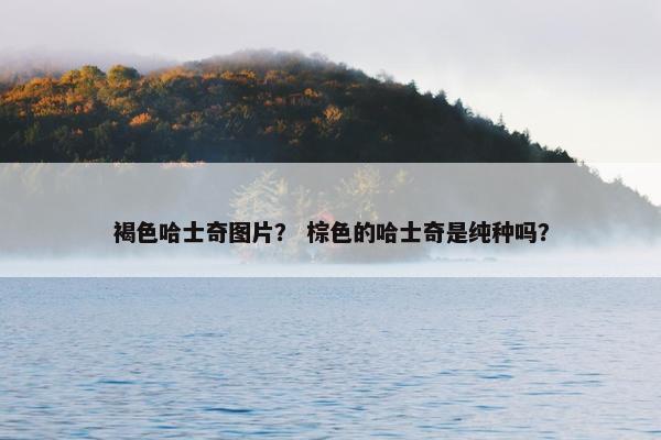 褐色哈士奇图片？ 棕色的哈士奇是纯种吗？