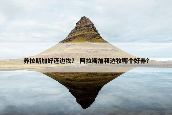 养拉斯加好还边牧？ 阿拉斯加和边牧哪个好养？