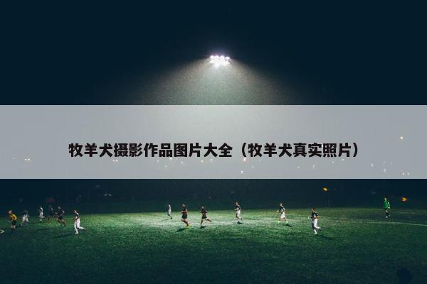 牧羊犬摄影作品图片大全（牧羊犬真实照片）