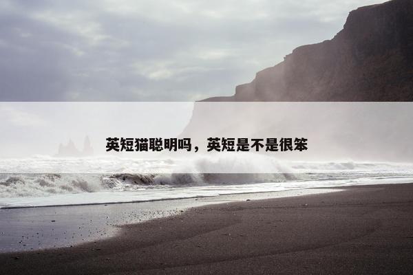 英短猫聪明吗，英短是不是很笨
