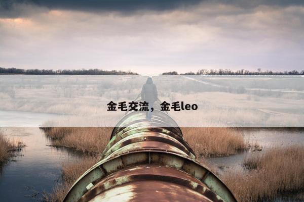 金毛交流，金毛leo