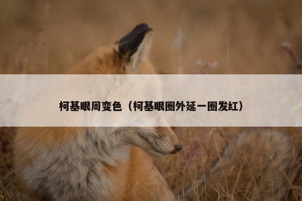 柯基眼周变色（柯基眼圈外延一圈发红）