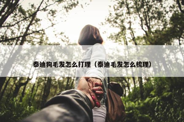 泰迪狗毛发怎么打理（泰迪毛发怎么梳理）
