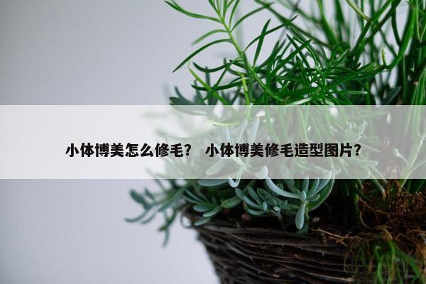 小体博美怎么修毛？ 小体博美修毛造型图片？