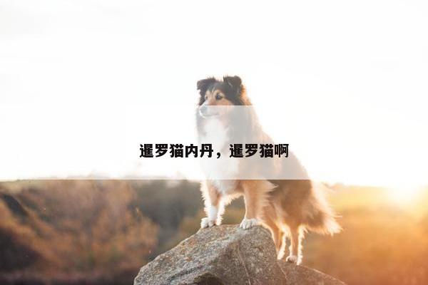 暹罗猫内丹，暹罗猫啊