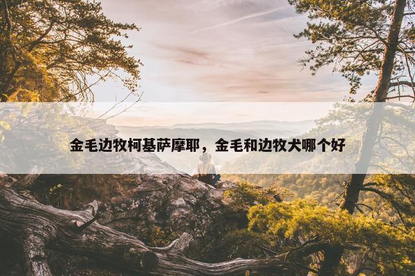 金毛边牧柯基萨摩耶，金毛和边牧犬哪个好