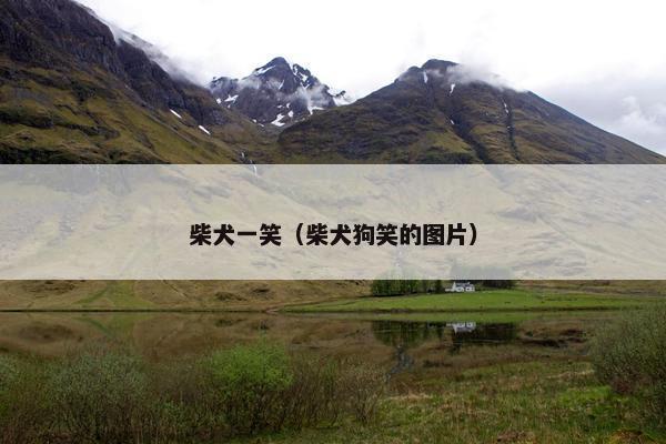 柴犬一笑（柴犬狗笑的图片）