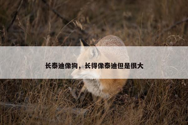 长泰迪像狗，长得像泰迪但是很大