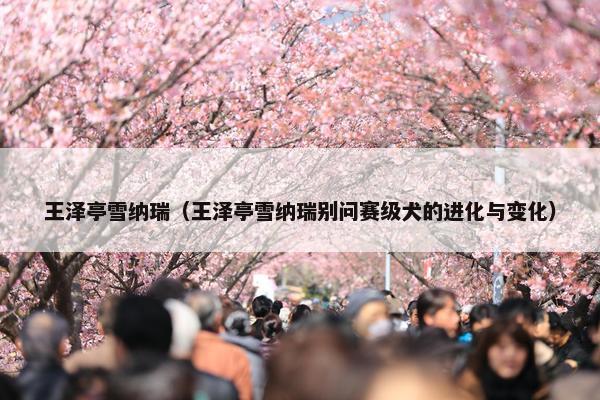 王泽亭雪纳瑞（王泽亭雪纳瑞别问赛级犬的进化与变化）