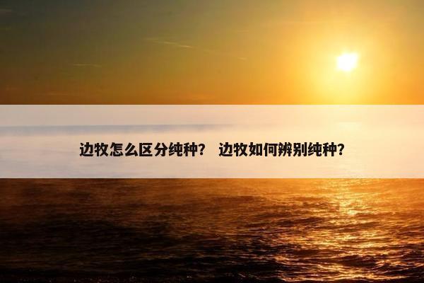 边牧怎么区分纯种？ 边牧如何辨别纯种？