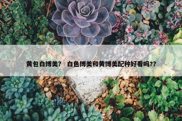 黄包白博美？ 白色博美和黄博美配种好看吗?？