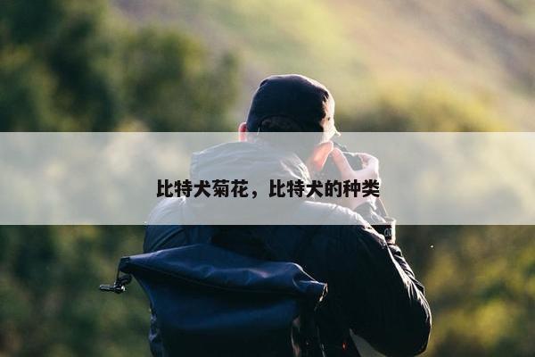 比特犬菊花，比特犬的种类