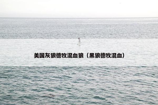 美国灰狼德牧混血狼（黑狼德牧混血）