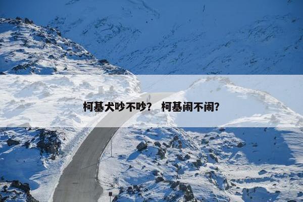 柯基犬吵不吵？ 柯基闹不闹？