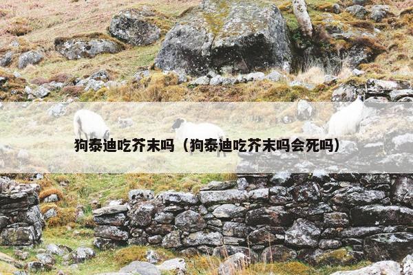 狗泰迪吃芥末吗（狗泰迪吃芥末吗会死吗）