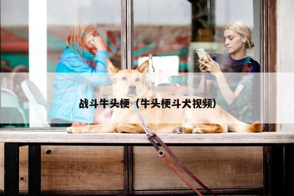 战斗牛头梗（牛头梗斗犬视频）