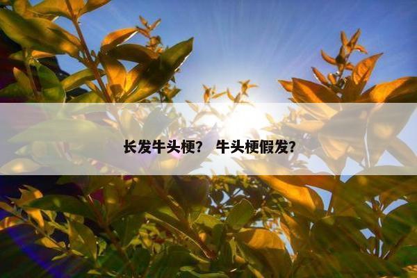 长发牛头梗？ 牛头梗假发？