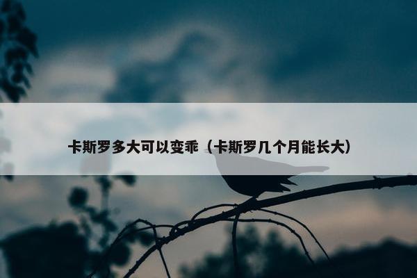 卡斯罗多大可以变乖（卡斯罗几个月能长大）
