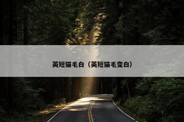 英短猫毛白（英短猫毛变白）