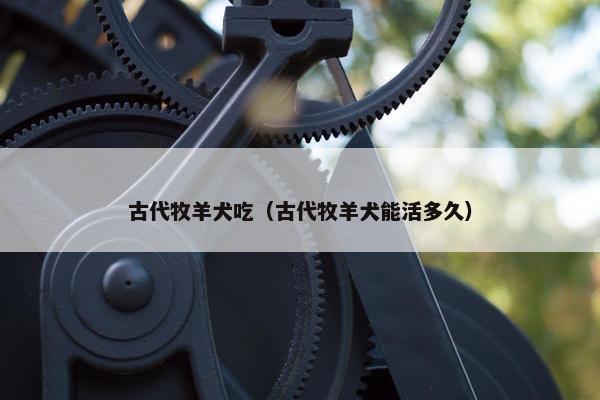 古代牧羊犬吃（古代牧羊犬能活多久）