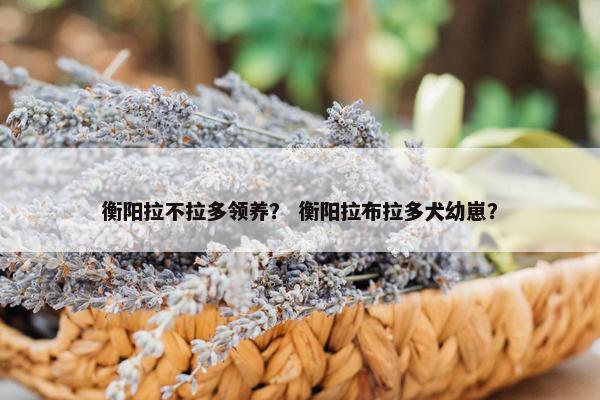 衡阳拉不拉多领养？ 衡阳拉布拉多犬幼崽？