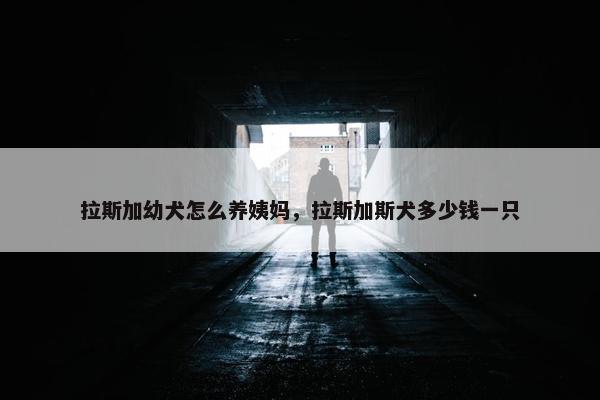 拉斯加幼犬怎么养姨妈，拉斯加斯犬多少钱一只