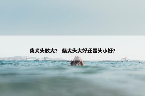 柴犬头放大？ 柴犬头大好还是头小好？