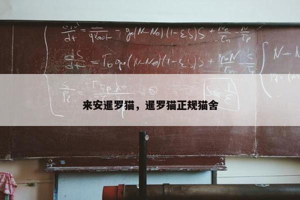 来安暹罗猫，暹罗猫正规猫舍