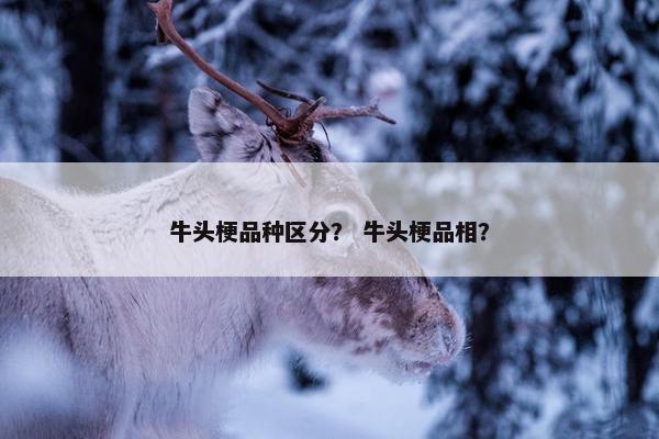 牛头梗品种区分？ 牛头梗品相？