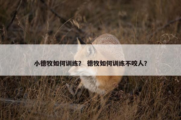 小德牧如何训练？ 德牧如何训练不咬人？