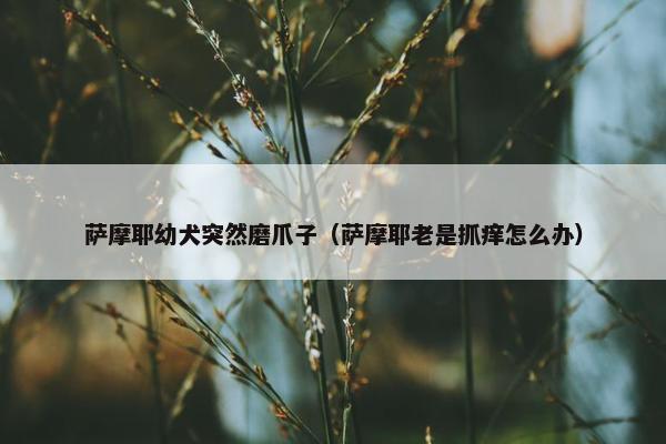 萨摩耶幼犬突然磨爪子（萨摩耶老是抓痒怎么办）