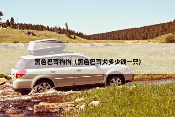 黑色巴哥狗狗（黑色巴哥犬多少钱一只）