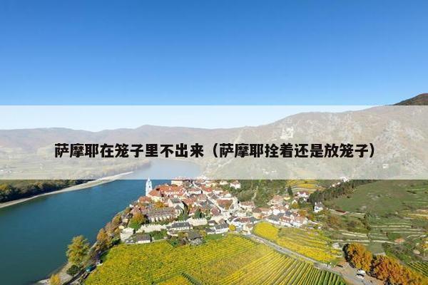 萨摩耶在笼子里不出来（萨摩耶拴着还是放笼子）