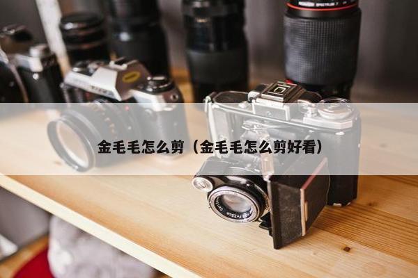 金毛毛怎么剪（金毛毛怎么剪好看）
