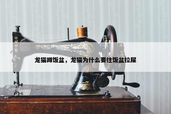 龙猫蹲饭盆，龙猫为什么要往饭盆拉屎