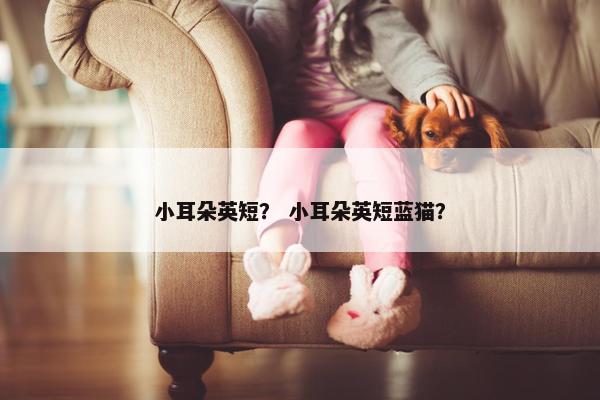 小耳朵英短？ 小耳朵英短蓝猫？