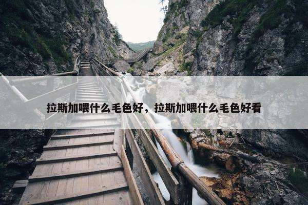 拉斯加喂什么毛色好，拉斯加喂什么毛色好看