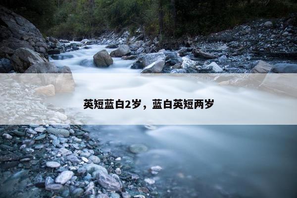 英短蓝白2岁，蓝白英短两岁