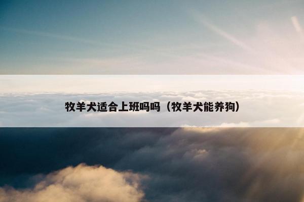 牧羊犬适合上班吗吗（牧羊犬能养狗）