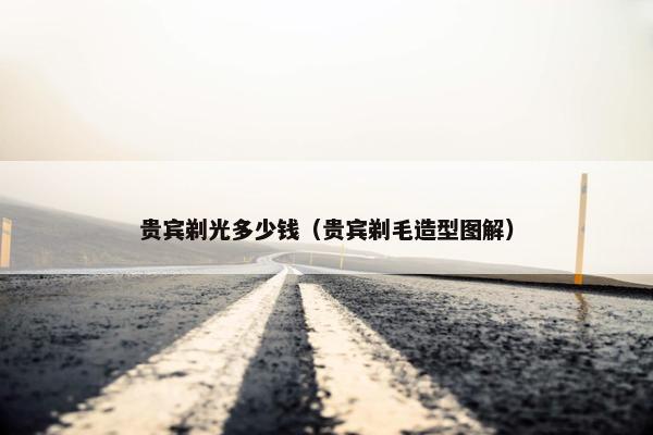贵宾剃光多少钱（贵宾剃毛造型图解）