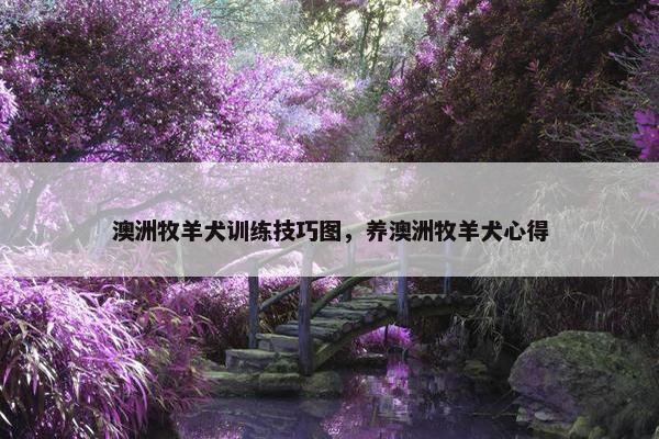 澳洲牧羊犬训练技巧图，养澳洲牧羊犬心得