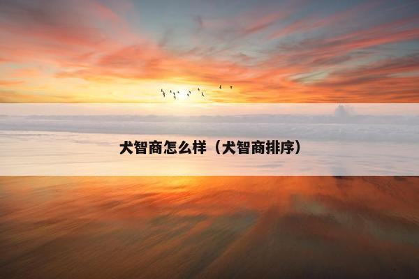 犬智商怎么样（犬智商排序）