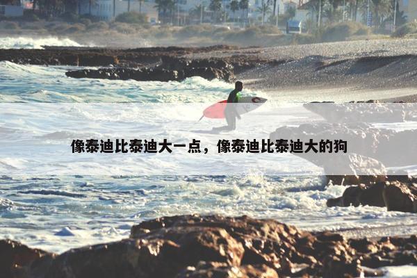 像泰迪比泰迪大一点，像泰迪比泰迪大的狗