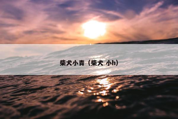 柴犬小青（柴犬 小h）