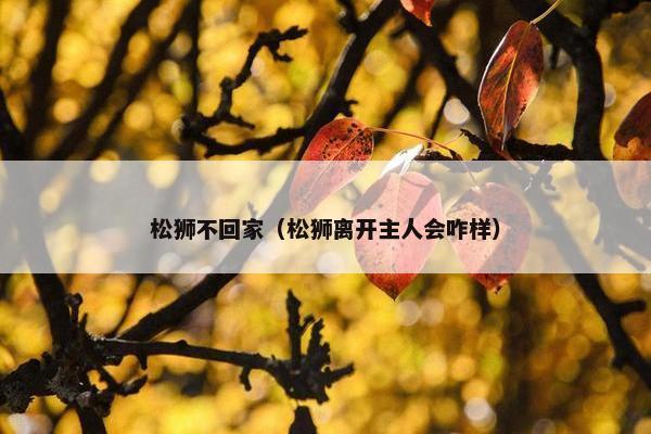 松狮不回家（松狮离开主人会咋样）