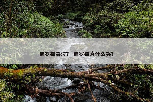 暹罗猫哭泣？ 暹罗猫为什么哭？