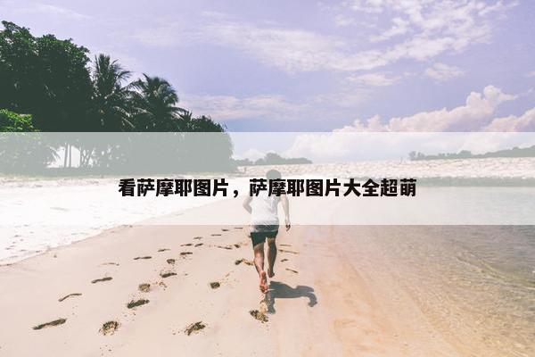 看萨摩耶图片，萨摩耶图片大全超萌
