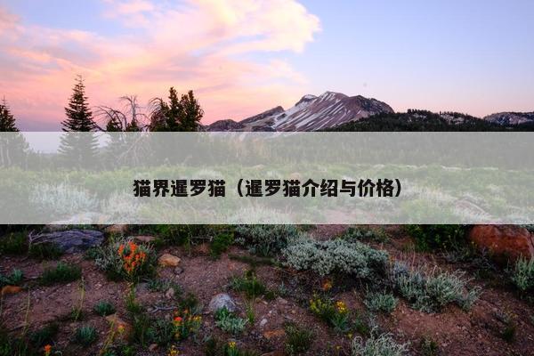 猫界暹罗猫（暹罗猫介绍与价格）